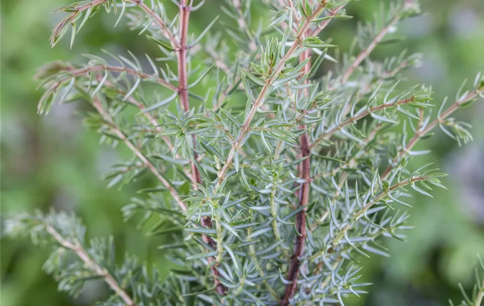 Juniperus (GS511021.jpg)