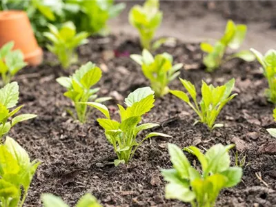 Aromatische Gartengestaltung mit Gemüse und Kräutern