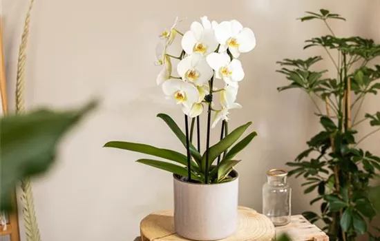 Orchideen kaufen und ihre Schönheit genießen