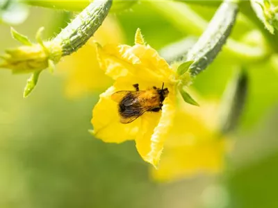 Bienenfreundliche Pflanzen für Garten und Co.