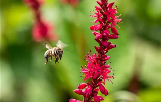 Bienenfreundliche Balkonpflanzen für Bienensnacks in der Stadt