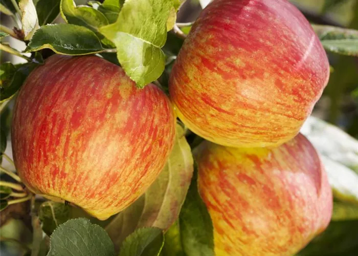 Obst Obst