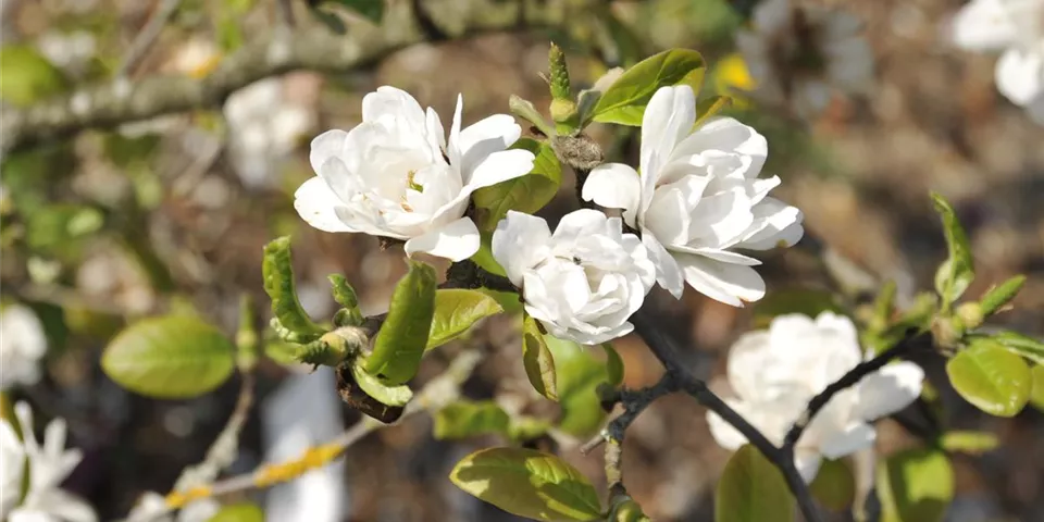 Magnolia x loebneri 'White Rose' (GS636377.jpg)