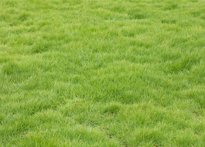 Aktuelle Tipps - Baumschule Schmidtlein