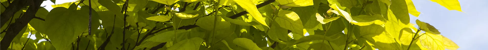 Catalpa bignonioides 'Aurea' Catalpa bignonioides 'Aurea'