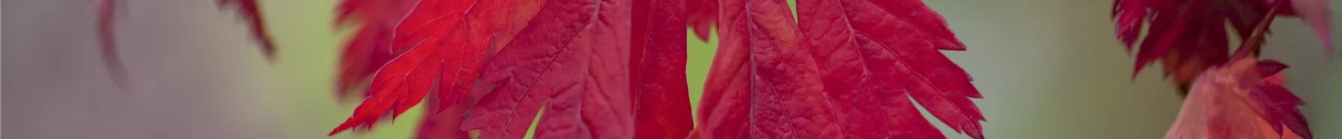 Acer japonicum 'Aconitifolium'