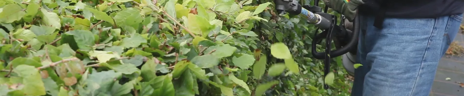 Hecke - Zurückschneiden(thumbnail) Hecke - Zurückschneiden(thumbnail)