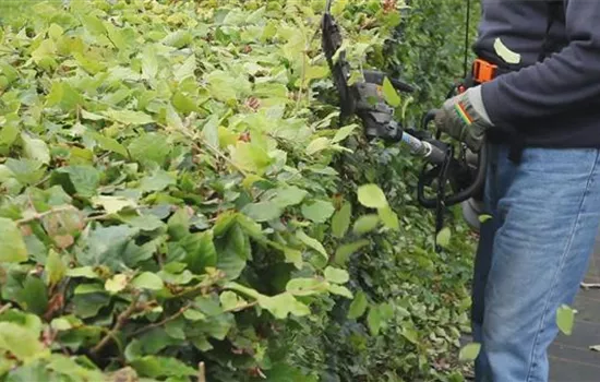 Hecken - Zurückschneiden Hecken - Zurückschneiden