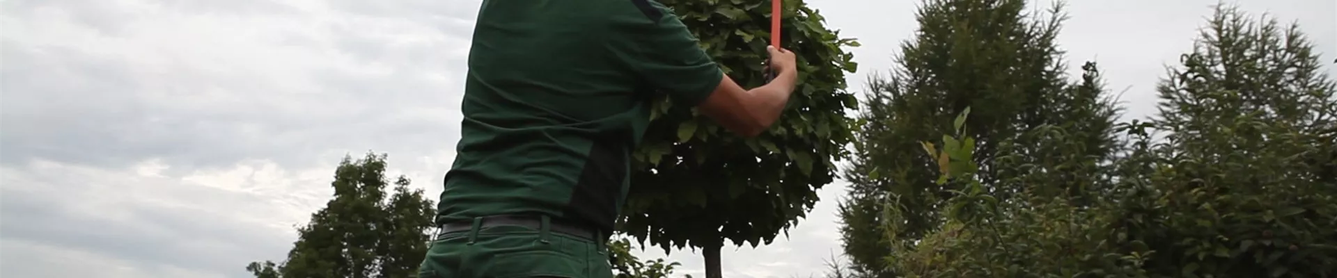 Hainbuche - Kugelförmig zurückschneide (thumbnail) Hainbuche - Kugelförmig zurückschneide (thumbnail)