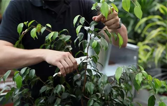 Birkenfeige - Zurückschneiden Birkenfeige - Zurückschneiden