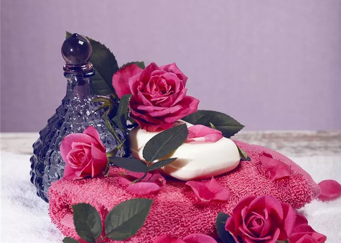 Beautygehölz "Rose"