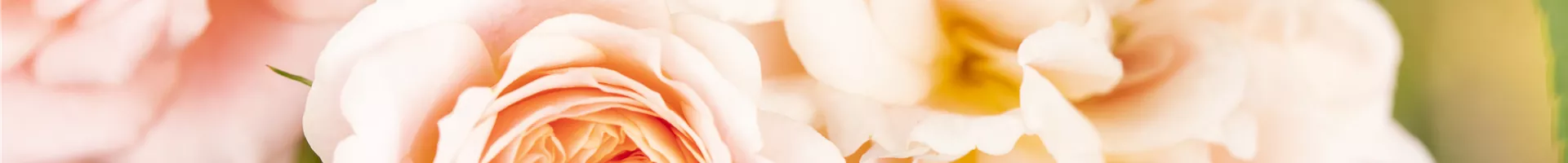 Kletterrose, rosa Kletterrose, rosa