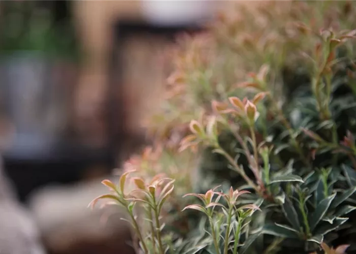 Japanisches Schattenglöckchen - Einpflanzen im Garten