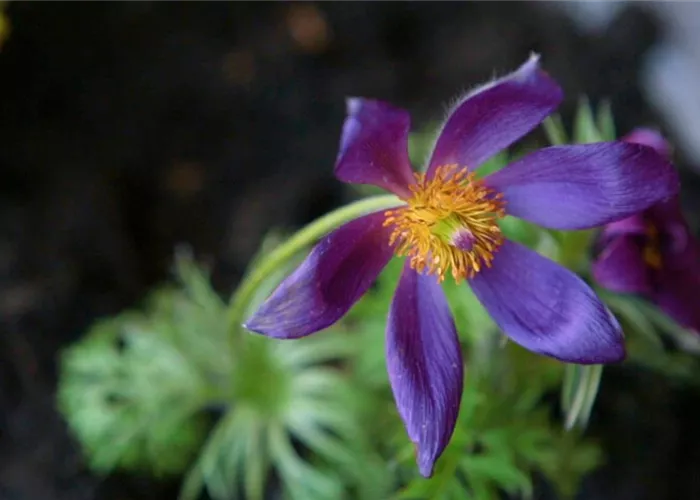 Küchenschelle - Einpflanzen im Garten