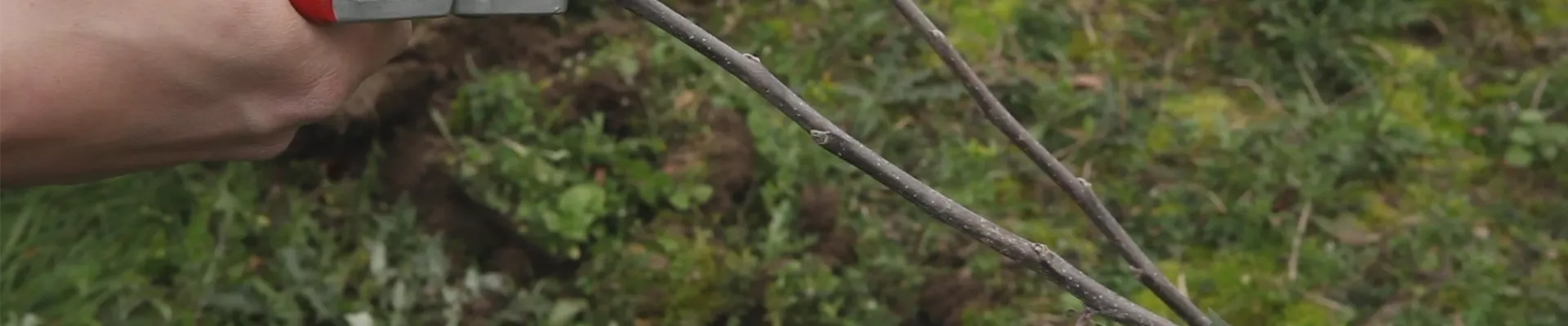 Apfelbaum - Pflanzschnitt (thumbnail) Apfelbaum - Pflanzschnitt (thumbnail)