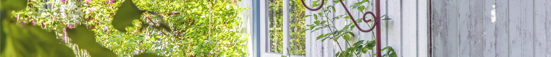 Hauswand mit Rosen Hauswand mit Rosen