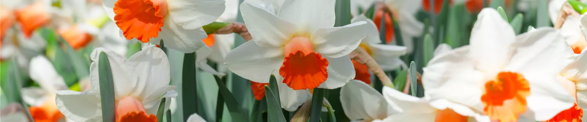 Narcissus cyclamineus Narcissus cyclamineus