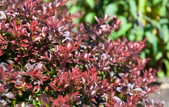 Das Multitalent Berberitze pflanzen und pflegen Das Multitalent Berberitze pflanzen und pflegen