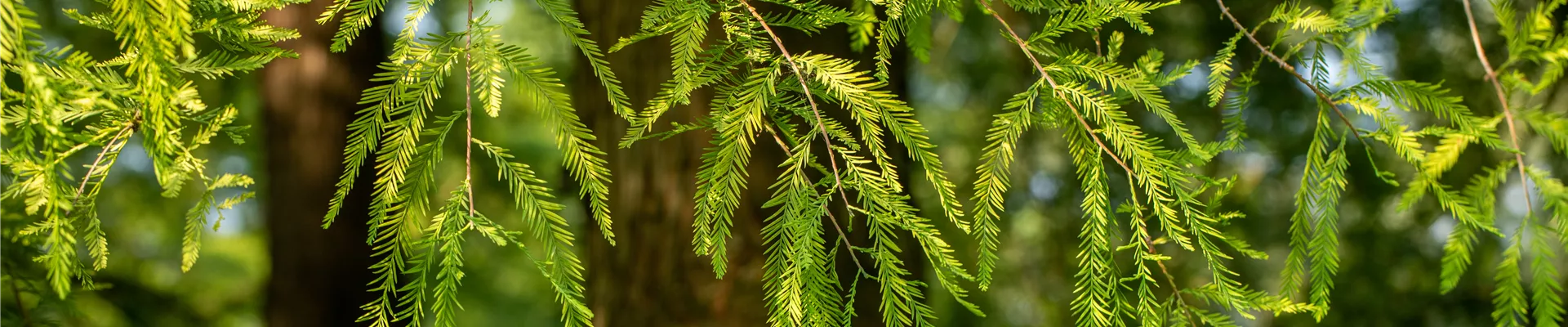 Taxodium distichum Taxodium distichum