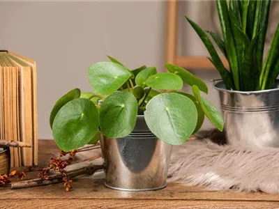 Die besonderen Eigenschaften von Zimmerpflanzen kennenlernen