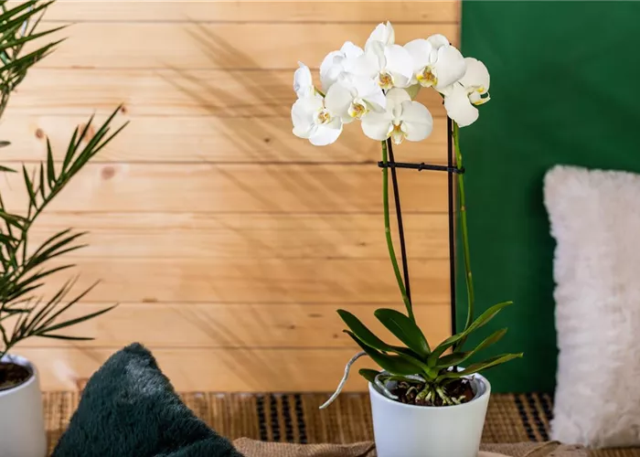 Die einmaligen Besonderheiten von Orchideen