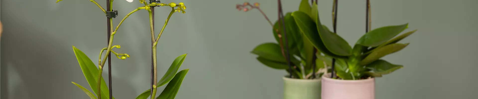 Phalaenopsis multiflora Phalaenopsis multiflora