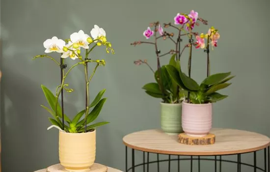 Orchideen pflanzen und Exotik genießen Orchideen pflanzen und Exotik genießen