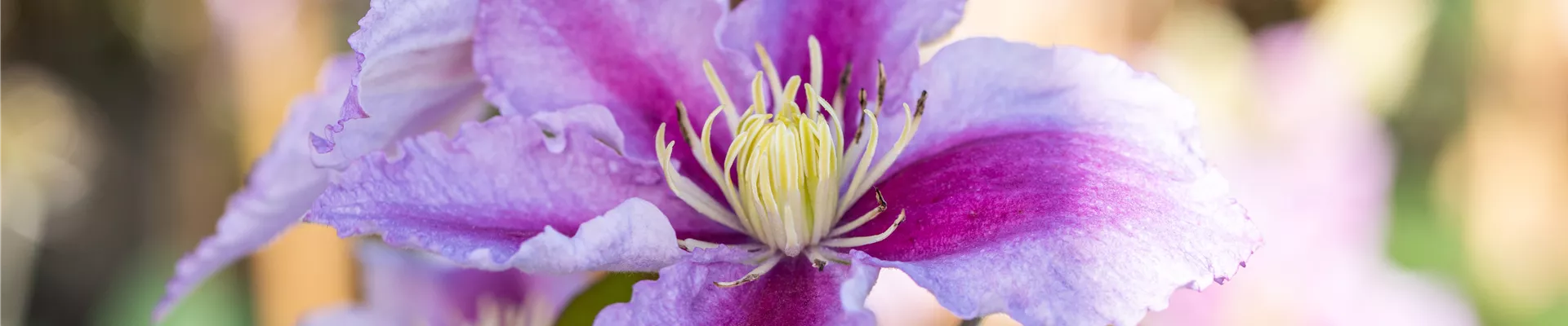 Clematis 'Tudor'