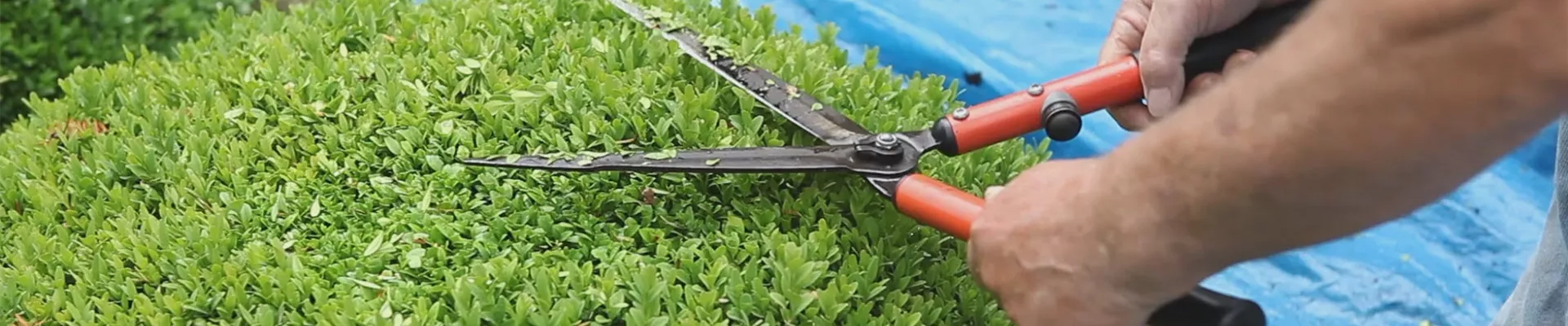 Buchsbaum - Zurückschneiden (thumbnail) Buchsbaum - Zurückschneiden (thumbnail)