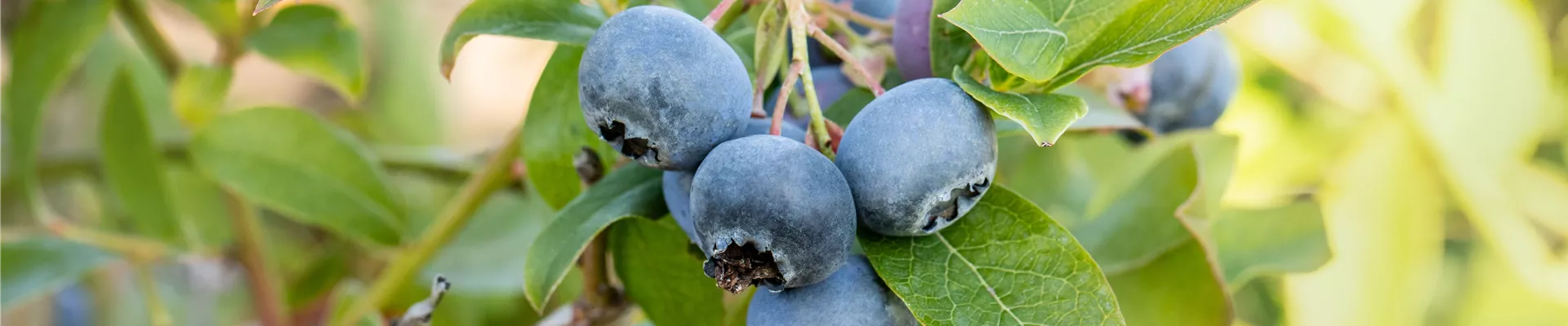 Vaccinium corymbosum 'Bluecrop' Vaccinium corymbosum 'Bluecrop'