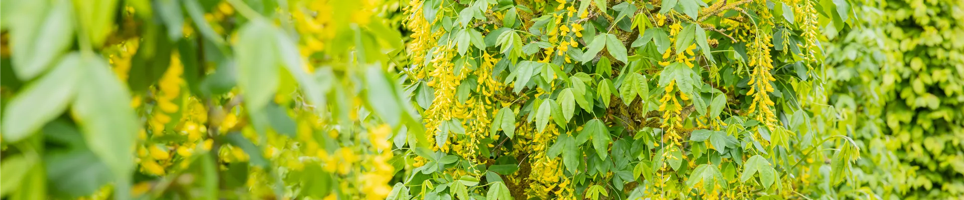 Laburnum anagyroides 'Fastigiata' Laburnum anagyroides 'Fastigiata'
