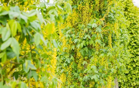 Laubgehölze einpflanzen – Gut gepflanzt ist halb gepflegt Laubgehölze einpflanzen – Gut gepflanzt ist halb gepflegt