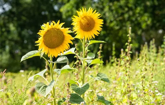 Sonnenblumen pflanzen und die schönsten Blüten genießen Sonnenblumen pflanzen und die schönsten Blüten genießen