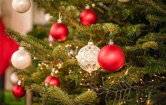 Die beliebtesten Pflanzen als Weihnachtsbaum Die beliebtesten Pflanzen als Weihnachtsbaum