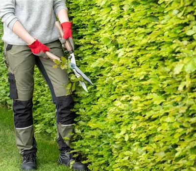 Dekorativ und praktisch zugleich: Die Hecke als Sichtschutz  Dekorativ und praktisch zugleich: Die Hecke als Sichtschutz