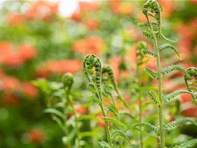 Der richtige Umgang mit giftigen Farnen im Garten