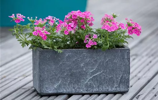 Ganzjährige Balkonpflanzen kultivieren und den Balkon genießen Ganzjährige Balkonpflanzen kultivieren und den Balkon genießen