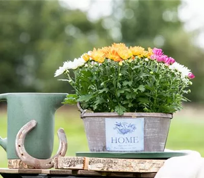 Gartengestaltung mit Pflanzgefäßen in verschiedenen Gärten Gartengestaltung mit Pflanzgefäßen in verschiedenen Gärten