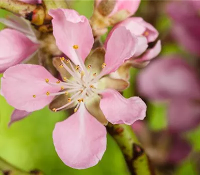 Gesund und lecker: Die Mandeln vom Mandelbaum aus dem Garten Gesund und lecker: Die Mandeln vom Mandelbaum aus dem Garten