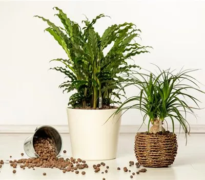 Hydrokultur – ideal als Alternative zur Aufzucht im Erdboden Hydrokultur – ideal als Alternative zur Aufzucht im Erdboden