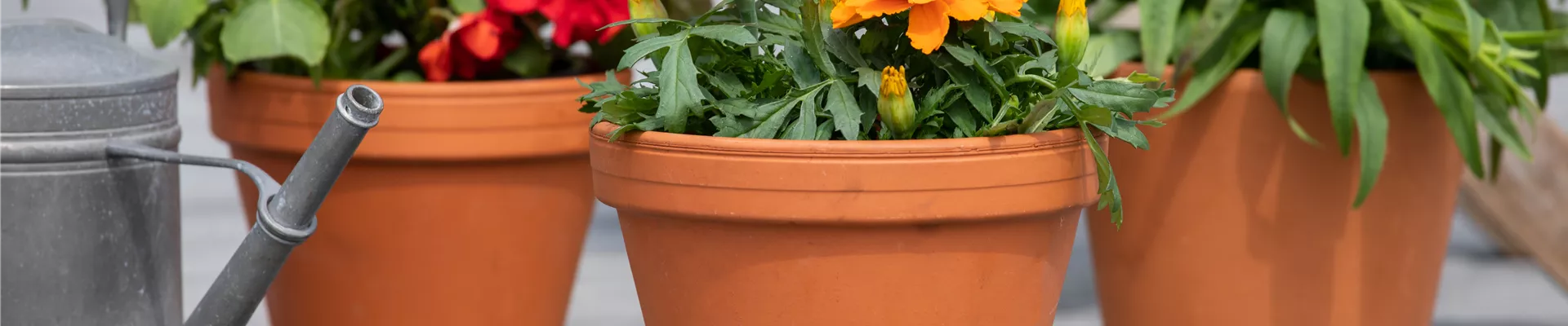 Tagetes patula Tagetes patula