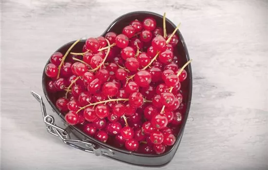 Johannisbeeren – Leckere Snacks für große und kleine Naschkatzen Johannisbeeren – Leckere Snacks für große und kleine Naschkatzen