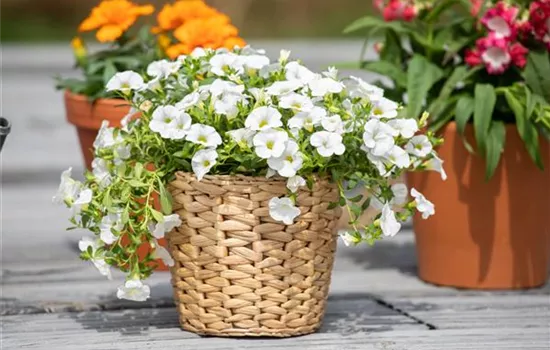 Pflanzgefäße aus unterschiedlichen Materialien – Eine Übersicht Pflanzgefäße aus unterschiedlichen Materialien – Eine Übersicht