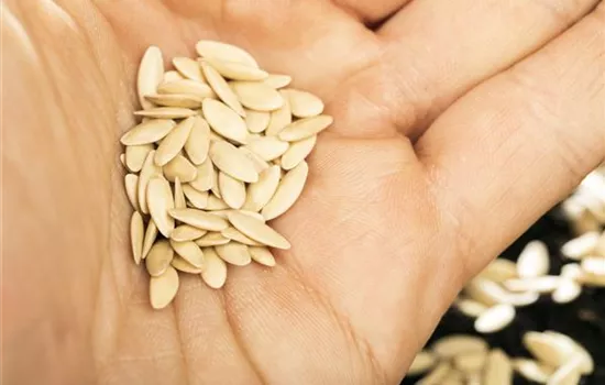 Sämereien auf ihre Haltbarkeit prüfen Sämereien auf ihre Haltbarkeit prüfen