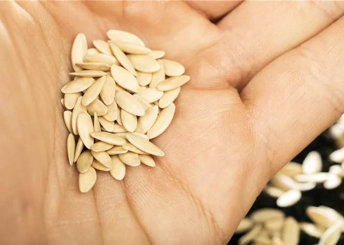 Sämereien auf ihre Haltbarkeit prüfen