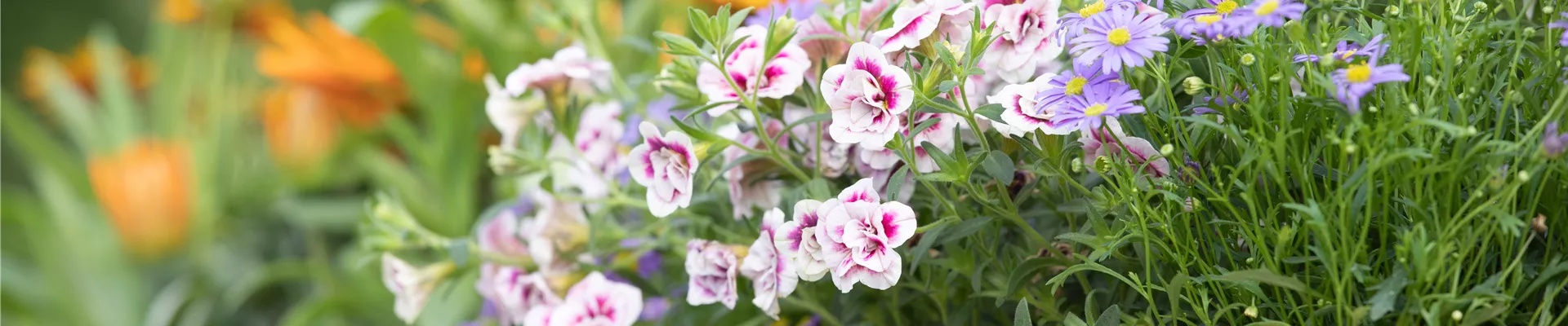 Calibrachoa, gefüllt Calibrachoa, gefüllt
