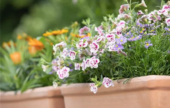 Schädlinge auf dem Balkon bekämpfen Schädlinge auf dem Balkon bekämpfen