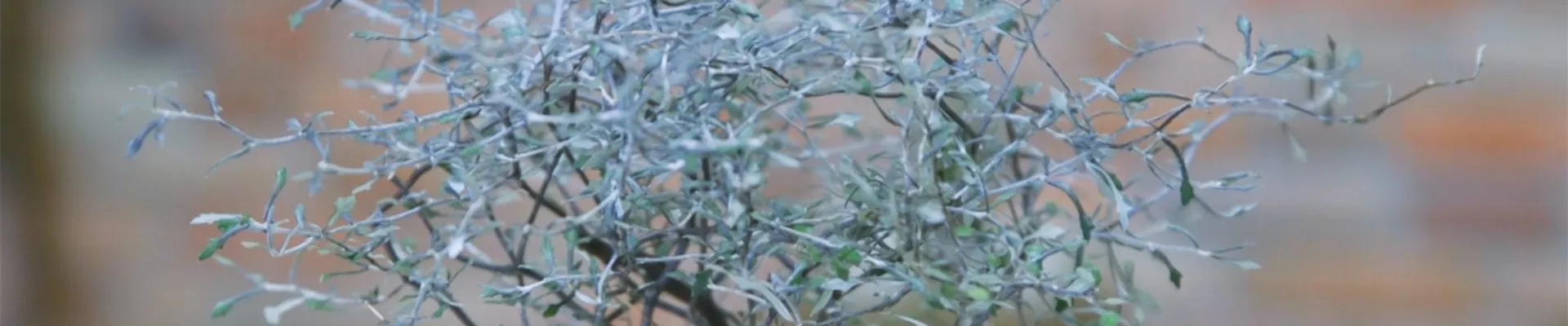 Zickzackstrauch - Umtopfen (thumbnail)