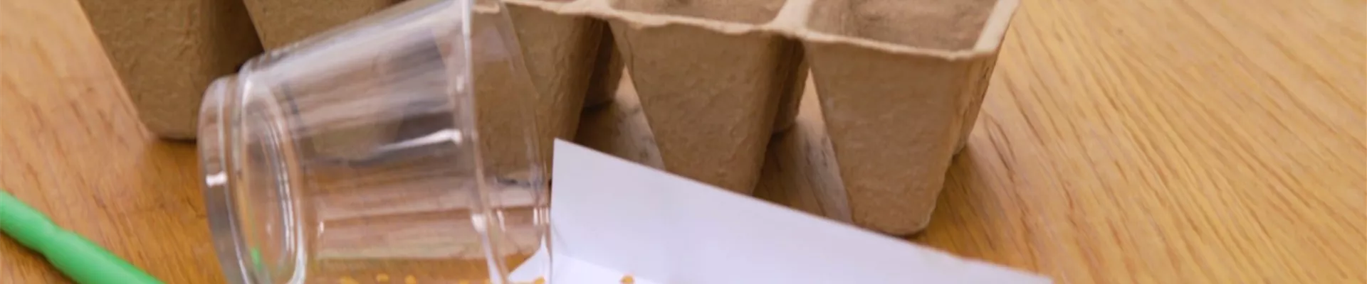 Aubergine - Aussaat (Thumbnail)