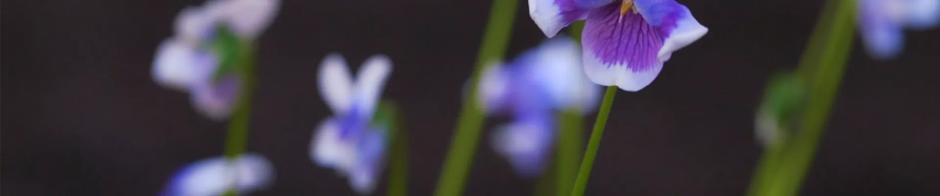 Australisches Veilchen - Einpflanzen im Garten (thumbnail2)